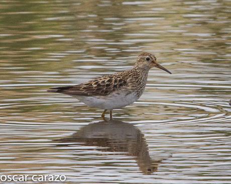 NEARTICAS EN ASTILLERO