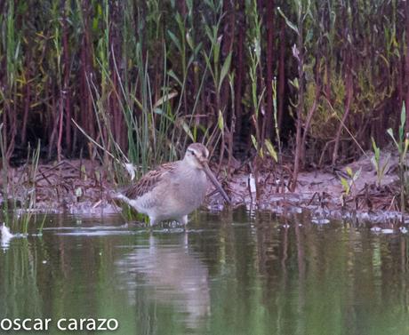 NEARTICAS EN ASTILLERO