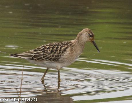 NEARTICAS EN ASTILLERO