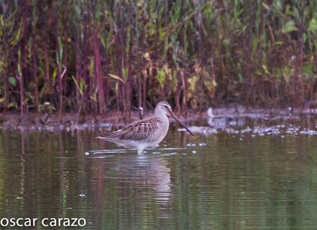 NEARTICAS EN ASTILLERO