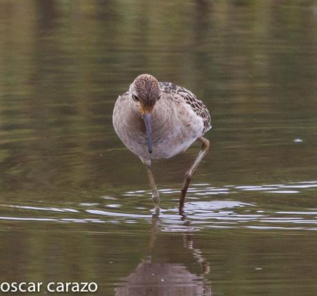 NEARTICAS EN ASTILLERO