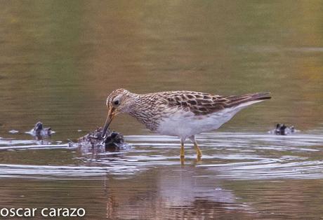 NEARTICAS EN ASTILLERO