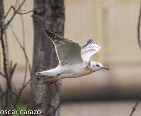 NEARTICAS EN ASTILLERO