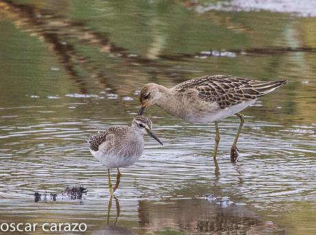 NEARTICAS EN ASTILLERO