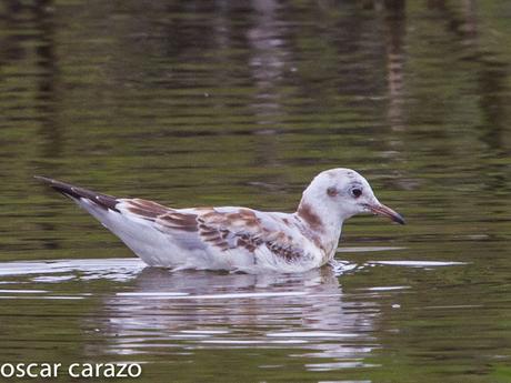 NEARTICAS EN ASTILLERO