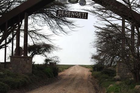 Arusha o Moshi, esa es la cuestión Safari por el Parque Serengeti
