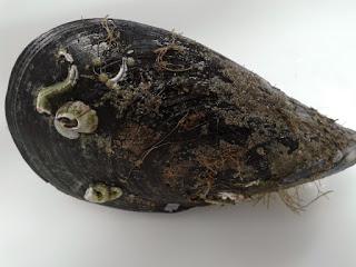 MEJILLONES COCIDOS (Historia y curiosidades sobre mejillones, consejos para limpiarlos) MEJILLONES COCIDOS (Historia y curiosidades sobre mejillones, consejos para limpiarlos)