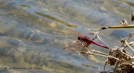 Por el río..libélulas africanas