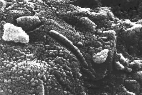 ¿Vida en Marte?: Meteorito ALH84001 vida en marte