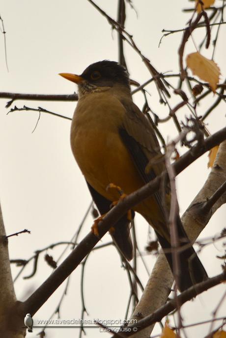 Zorzal patagónico (Austral Thrush) Turdus falcklandii