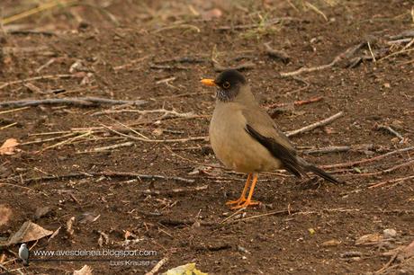 Zorzal patagónico (Austral Thrush) Turdus falcklandii