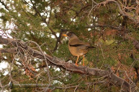 Zorzal patagónico (Austral Thrush) Turdus falcklandii