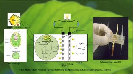 Dispositivo que genera electricidad a partir de la fotosíntesis de algas verdiazules energiafotosintesis