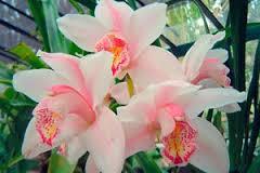 KATIA, LA ORQUÍDEA DEL DNIÉPER KATIA, LA ORQUÍDEA DEL DNIÉPER