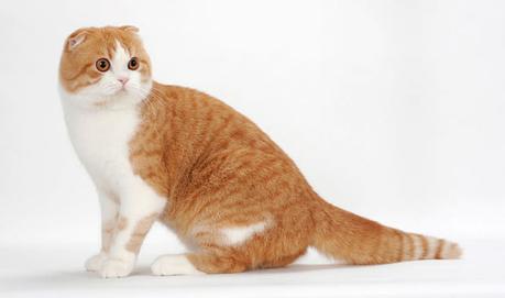 Con su cabeza redondeada y orejas dobladas, el Scottish Fold es sin duda único