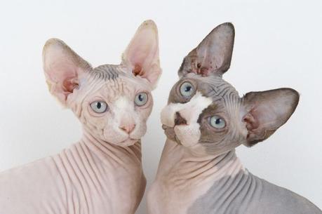 La característica falta de pelo del Sphynx lo hacen muy popular entre las razas exóticas de gatos