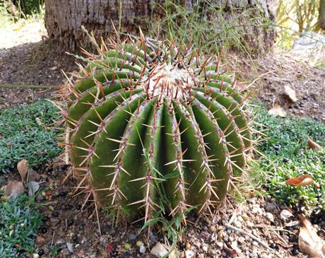 Jardins de Mossèn Costa I Llobera, ¡nuestra recomendación de octubre! Jardins de Mossèn Costa I Llobera, Our recommendation of October!