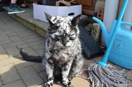 Un gato único lentamente cambia de negro para blanco Un gato único lentamente cambia de negro para blanco