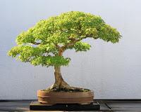 Bonsai Bonsai