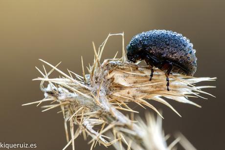 Macro 2015 VIII otoño