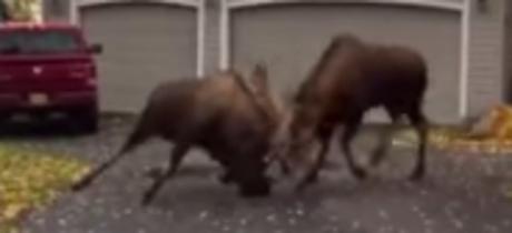 Moose Fight In The Suburbs Goes Viral