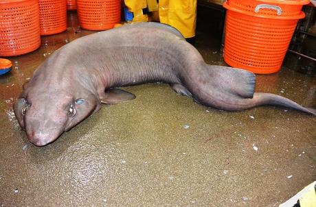 ' Tiburón Sofá' hace rara aparición en Escocia
