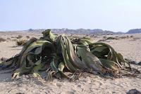 La welwitschia, la planta extraterrestre... o casi