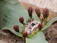 La welwitschia, la planta extraterrestre... o casi