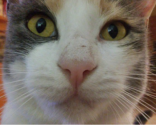 Gata mirando a cámara Gata mirando a la cámara con los ojos muy abiertos