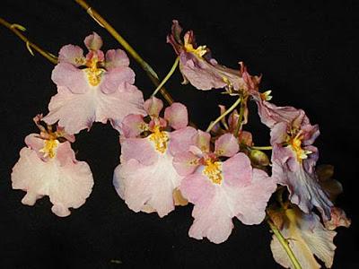 La orquídea Oncidium La orquídea Oncidium