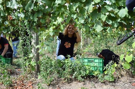 Vendimia Vizhoja, mi primera vendimia... y por fin de vuelta! Vendimia Vizhoja, mi primera vendimia... y por fin de vuelta!