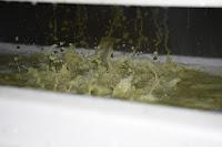 Vendimia Vizhoja, mi primera vendimia... y por fin de vuelta! Vendimia Vizhoja, mi primera vendimia... y por fin de vuelta!