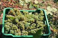 Vendimia Vizhoja, mi primera vendimia... y por fin de vuelta! Vendimia Vizhoja, mi primera vendimia... y por fin de vuelta!