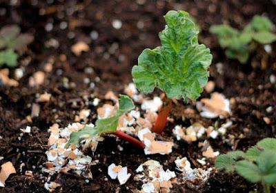 Los 5 fertilizantes orgánicos más utilizados y sus beneficios
