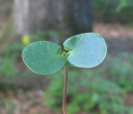 Gestos de consumo responsable que ayudan a nuestro Planeta Las plantas autótrofas son el principio de la cadena alimenticia