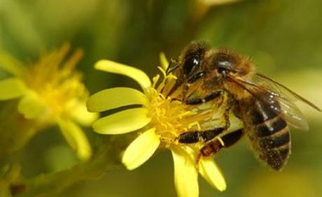 LA DISMINUCIÓN DE LAS ABEJAS EN MEXICO - THE DECLINE OF BEES IN MEXICO. http://lafamiliapicola.blogspot.com/2015/10/la-disminucion-de-las-abejas-en-mexico.html