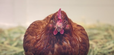 Este pollo Tweets y tiene más seguidores en Twitter que tú