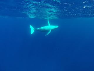 TONGA: NADAR CON BALLENAS JOROBADAS EN VAVA’U TONGA: NADAR CON BALLENAS JOROBADAS EN VAVA’U