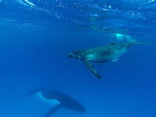 TONGA: NADAR CON BALLENAS JOROBADAS EN VAVA’U TONGA: NADAR CON BALLENAS JOROBADAS EN VAVA’U