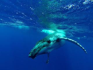 TONGA: NADAR CON BALLENAS JOROBADAS EN VAVA’U TONGA: NADAR CON BALLENAS JOROBADAS EN VAVA’U
