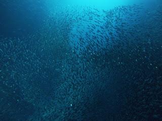 TONGA: NADAR CON BALLENAS JOROBADAS EN VAVA’U TONGA: NADAR CON BALLENAS JOROBADAS EN VAVA’U