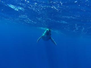 TONGA: NADAR CON BALLENAS JOROBADAS EN VAVA’U TONGA: NADAR CON BALLENAS JOROBADAS EN VAVA’U