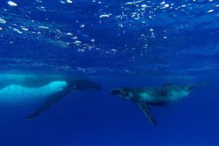 TONGA: NADAR CON BALLENAS JOROBADAS EN VAVA’U TONGA: NADAR CON BALLENAS JOROBADAS EN VAVA’U
