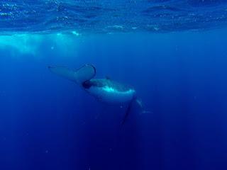 TONGA: NADAR CON BALLENAS JOROBADAS EN VAVA’U TONGA: NADAR CON BALLENAS JOROBADAS EN VAVA’U