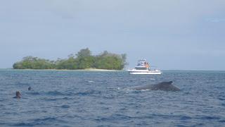 TONGA: NADAR CON BALLENAS JOROBADAS EN VAVA’U TONGA: NADAR CON BALLENAS JOROBADAS EN VAVA’U
