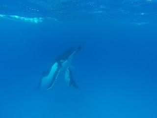 TONGA: NADAR CON BALLENAS JOROBADAS EN VAVA’U TONGA: NADAR CON BALLENAS JOROBADAS EN VAVA’U