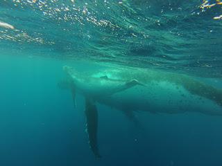 TONGA: NADAR CON BALLENAS JOROBADAS EN VAVA’U TONGA: NADAR CON BALLENAS JOROBADAS EN VAVA’U