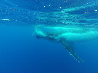 TONGA: NADAR CON BALLENAS JOROBADAS EN VAVA’U TONGA: NADAR CON BALLENAS JOROBADAS EN VAVA’U
