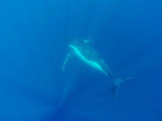 TONGA: NADAR CON BALLENAS JOROBADAS EN VAVA’U TONGA: NADAR CON BALLENAS JOROBADAS EN VAVA’U