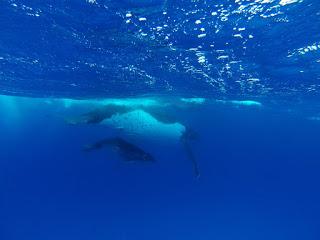 TONGA: NADAR CON BALLENAS JOROBADAS EN VAVA’U TONGA: NADAR CON BALLENAS JOROBADAS EN VAVA’U